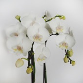 胡蝶蘭 シルキー 【花苗 4号／1個売り】|花苗