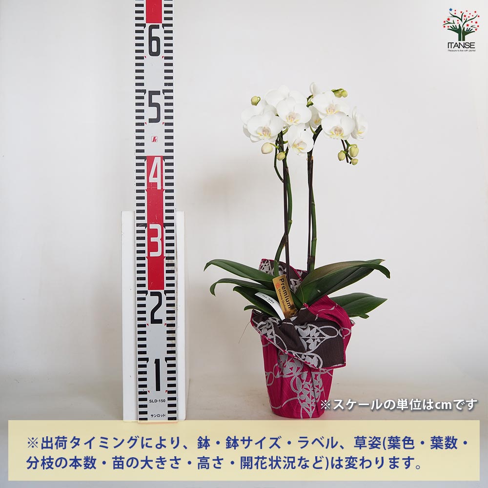 胡蝶蘭 シルキー 【花苗 4号／1個売り】｜ 【植物のITANSE】全品