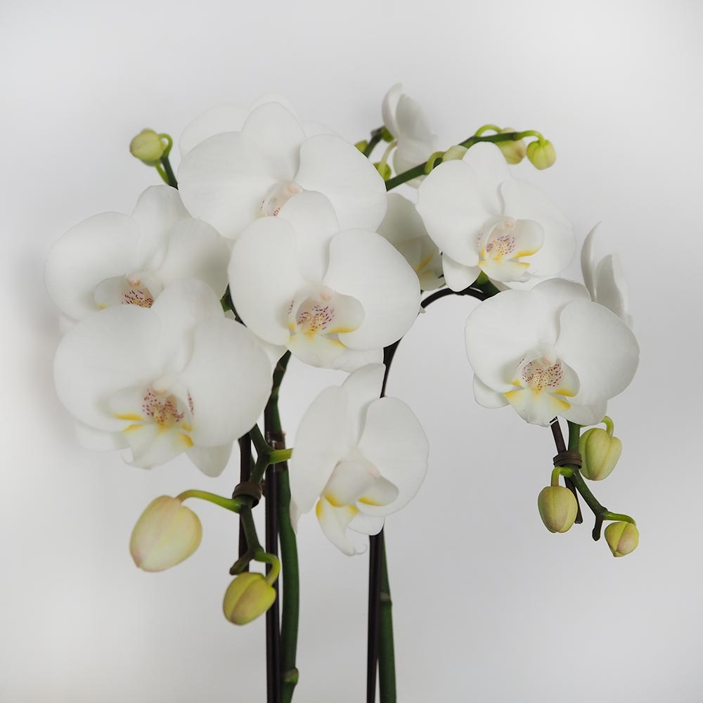 胡蝶蘭 シルキー 【花苗 4号／1個売り】