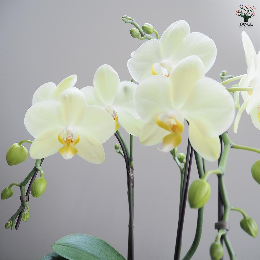 胡蝶蘭 カーリー 【花苗 4号／1個売り】