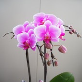 胡蝶蘭 ベニールージュ 【花苗 4号／1個売り】|花苗