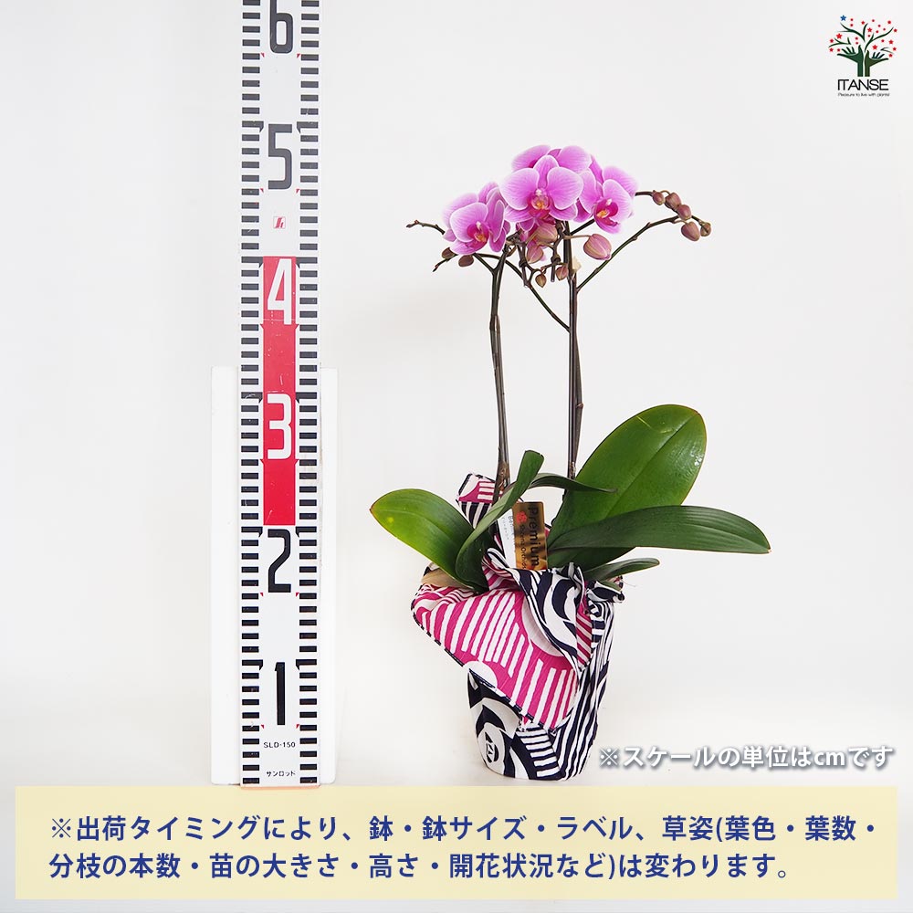 胡蝶蘭 ベニールージュ 【花苗 4号／1個売り】｜ 【植物の