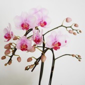 胡蝶蘭 ビューティーシーナ ランラン 【花苗 4号／1個売り】|花苗