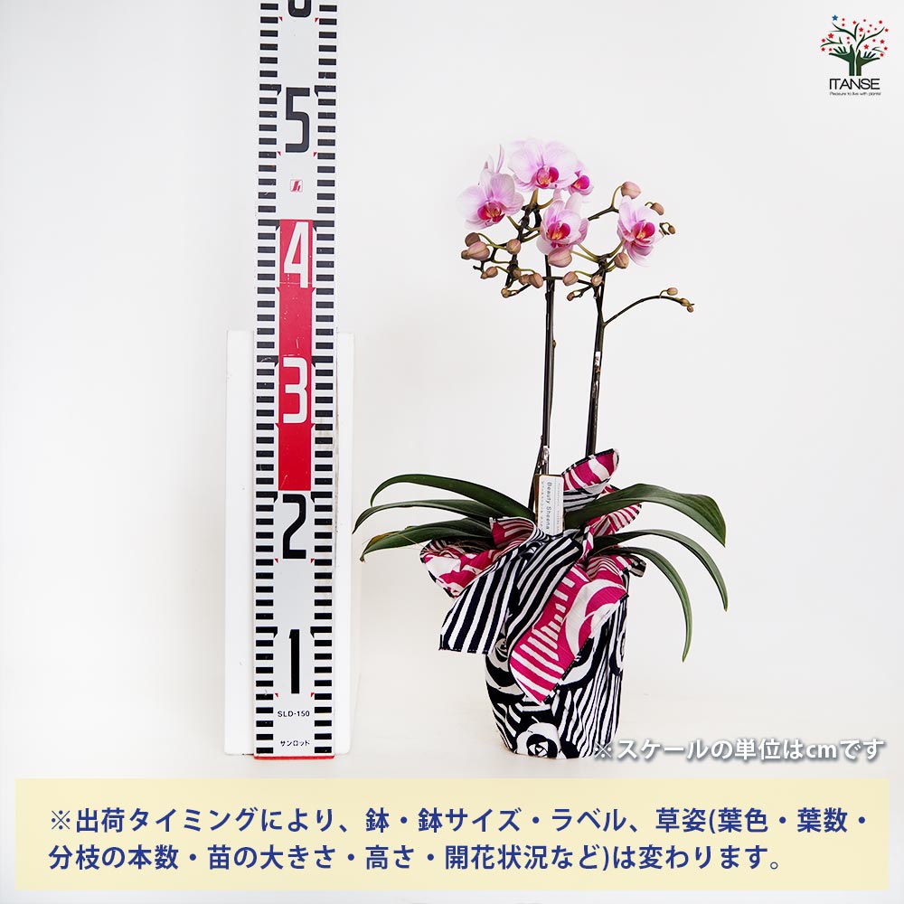 胡蝶蘭 ビューティーシーナ ランラン 【花苗 4号／1個売り