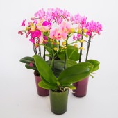 胡蝶蘭 RANTOミックスSサイズ 【花苗 ／1個売り】|花苗