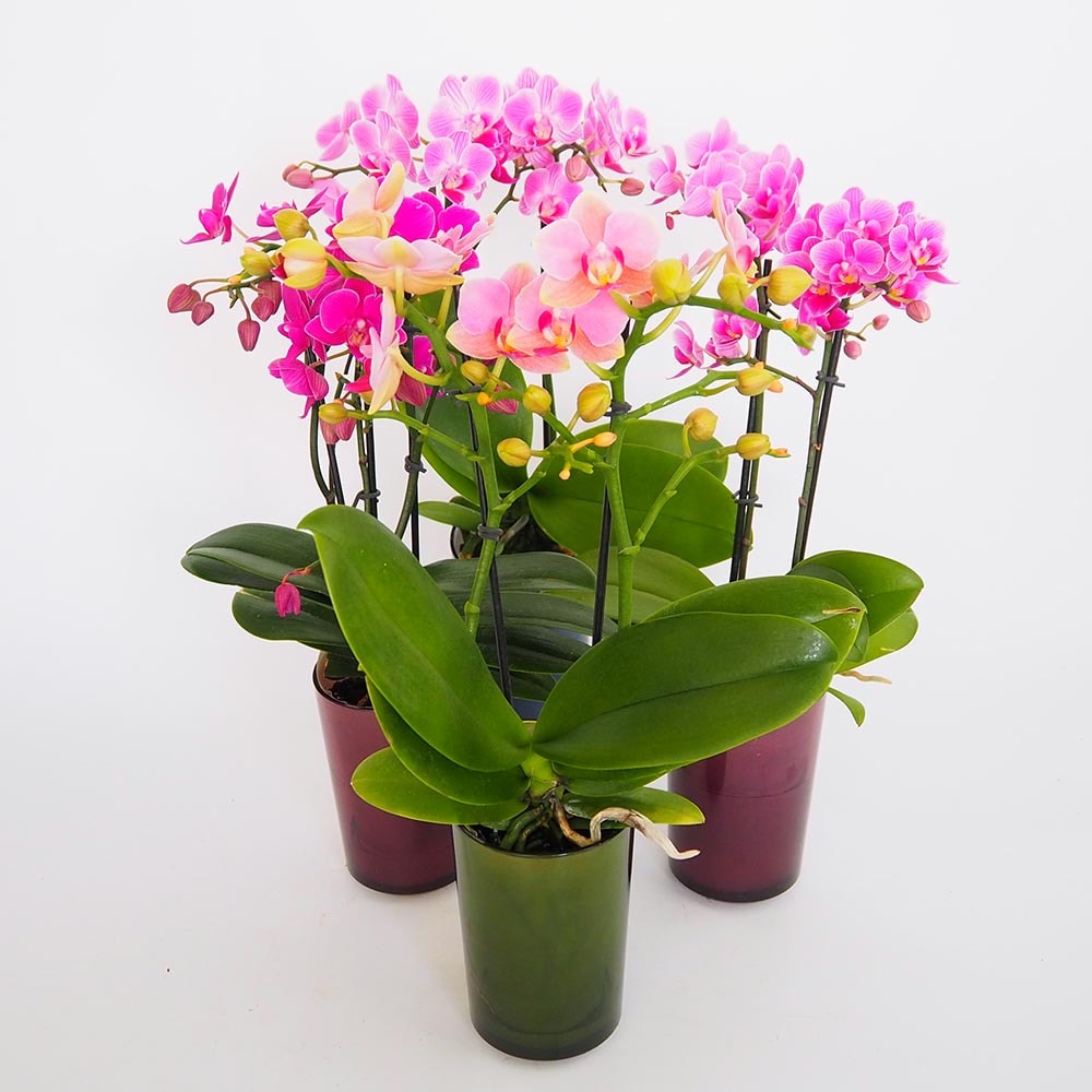 胡蝶蘭 RANTOミックスSサイズ 【花苗 ／1個売り】