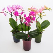 胡蝶蘭 RANTOミックスMサイズ 【花苗 ／1個売り】|花苗