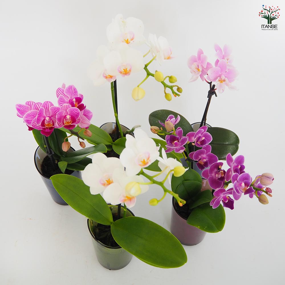胡蝶蘭 RANTOミックスLサイズ 【花苗 ／1個売り】｜ 【植物の