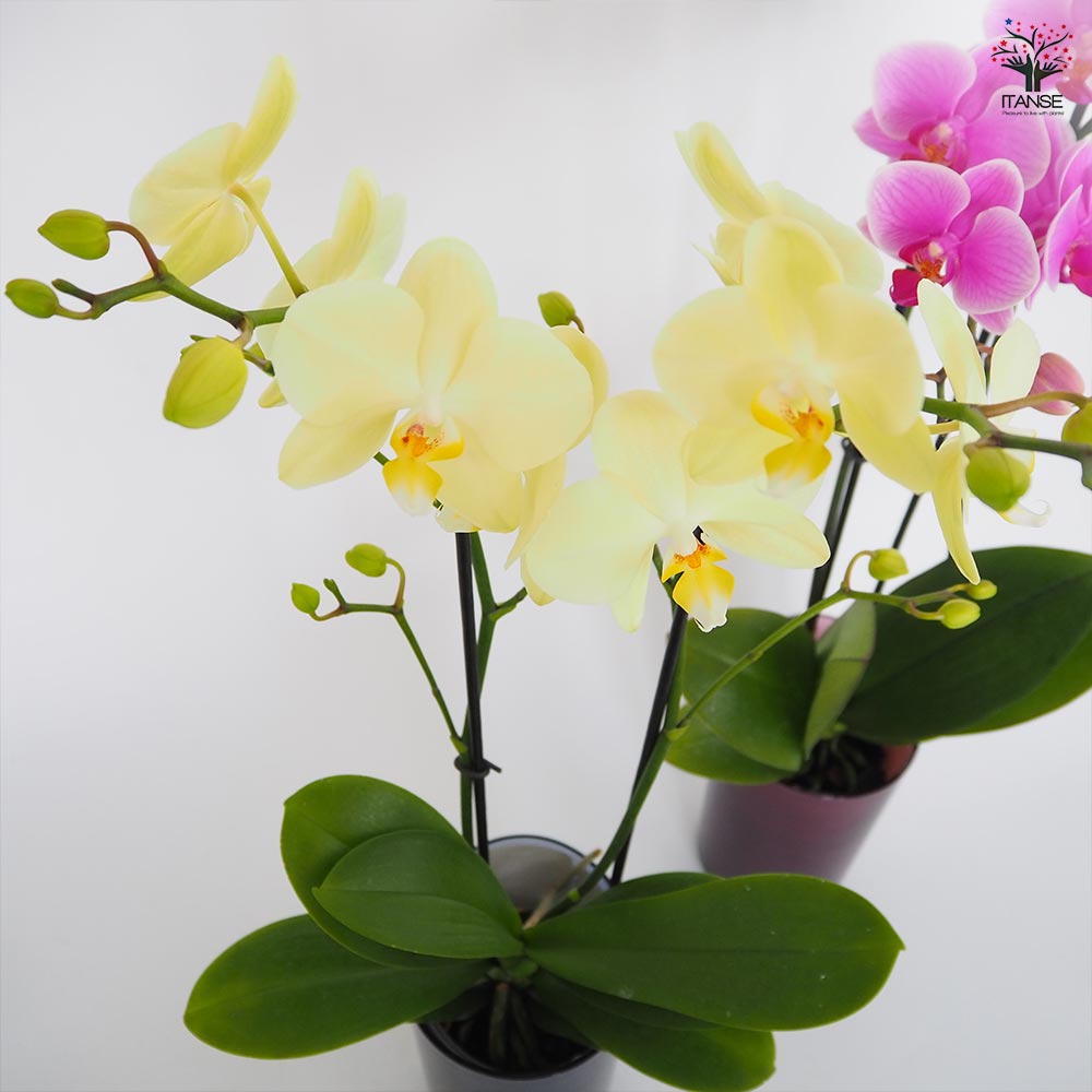 胡蝶蘭の花苗 ガチャ！！！！！ 10連用！！！！ 胡蝶蘭の花苗 ガチャ！！！！！ 10連用！！！！
