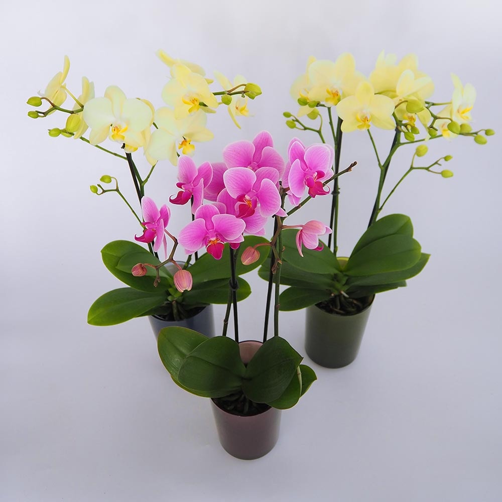 胡蝶蘭 RANTOミックスLサイズ 【花苗 ／1個売り】