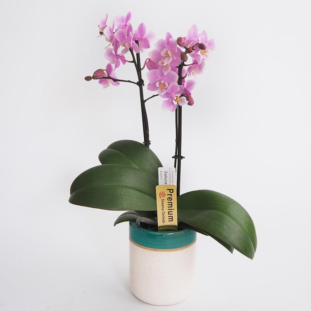 胡蝶蘭 ミディ サクラン 【花苗 3号／1個売り】