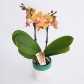 胡蝶蘭 ミディ シナモン 【花苗 3号／1個売り】|花苗