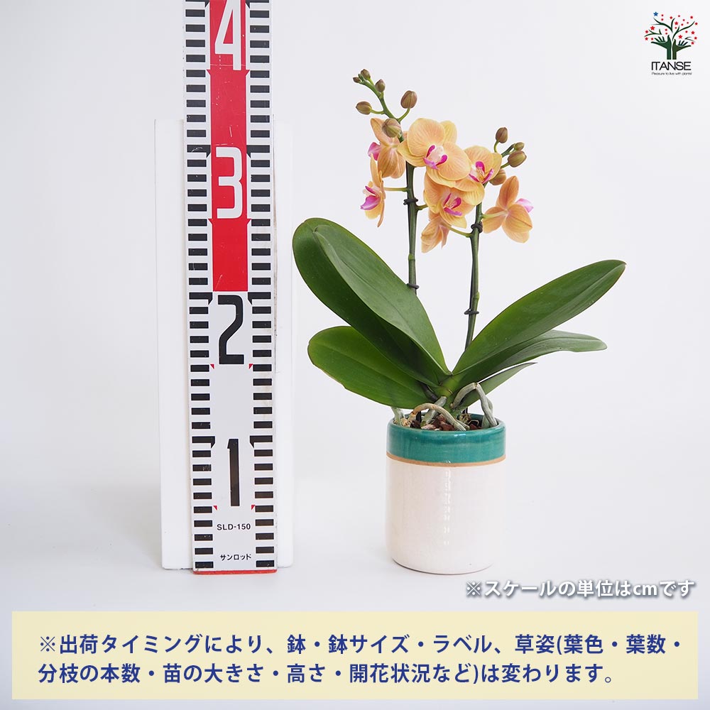 胡蝶蘭 ミディ シナモン 【花苗 3号/1個売り】| 【植物の 胡蝶蘭 ミディ シナモン 【花苗 3号/1個売り】| 【植物の