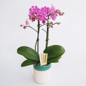 胡蝶蘭 ミディ シーナズリンゴ ピコ 【花苗 3号／1個売り】|花苗