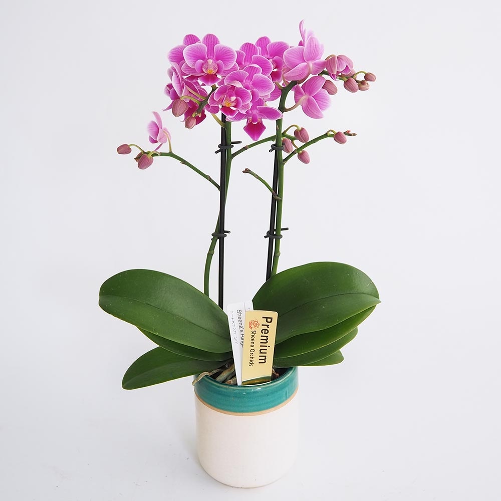 胡蝶蘭 ミディ シーナズリンゴ ピコ 【花苗 3号／1個売り】