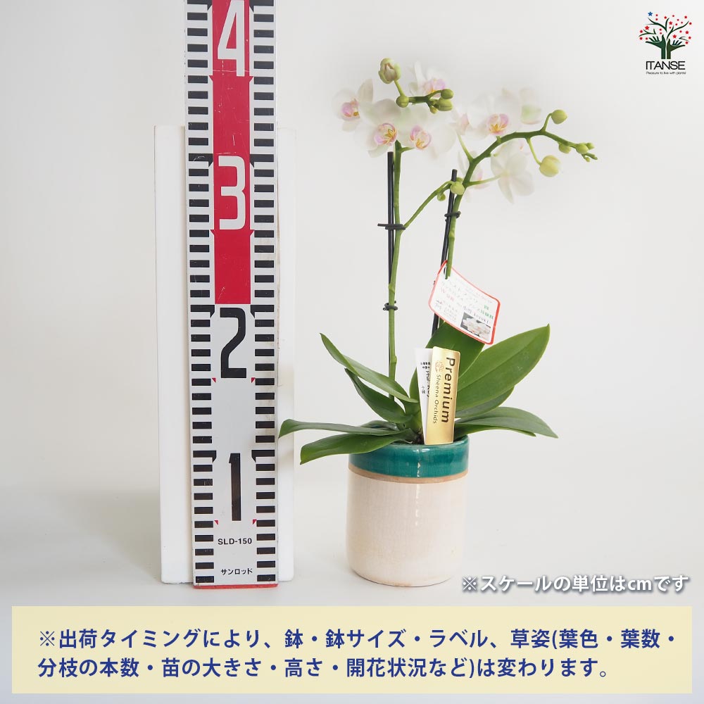 ゆり様確認用 yuri様//ご確認用ページ☆ ➀ ゆり様確認