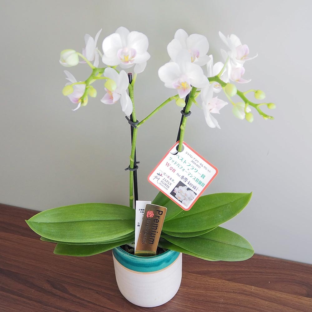 胡蝶蘭 ミディ 小雪 【花苗 3号／1個売り】｜ 【植物のITANSE