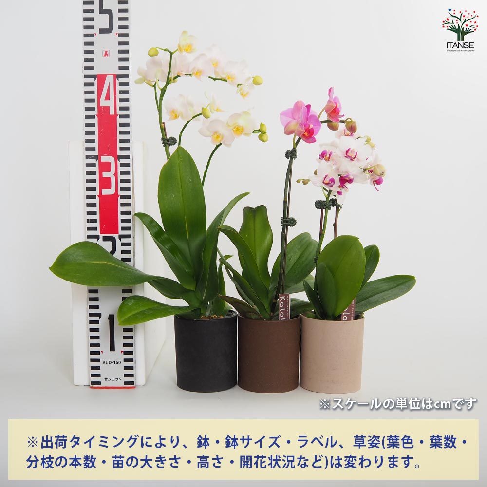 ☆胡蝶蘭☆ファレノプシス☆ミディー☆蘭工房☆訳あり☆希少☆8ポットセット ☆胡蝶蘭☆ファレノプシス☆ミディー☆蘭工房☆訳あり☆希少