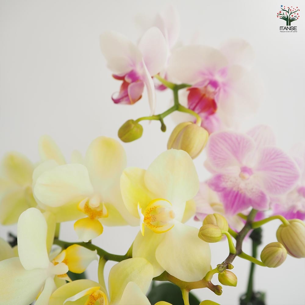 胡蝶蘭 ミディMIX 【花苗 2.5号】｜ 【植物のITANSE】全品