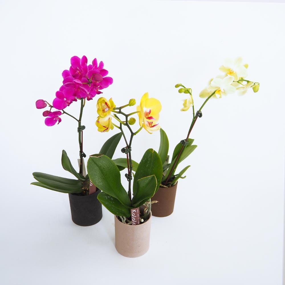 胡蝶蘭 ミディMIX 【花苗 2.5号】｜ 【植物のITANSE】全品送料