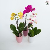 胡蝶蘭 ミディMIX陶器鉢 【花苗 3号】|花苗