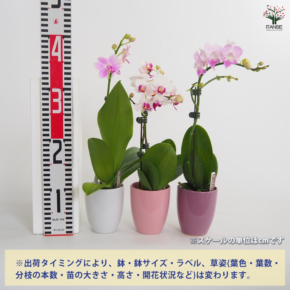 みち】胡蝶蘭プレミアセレクト【レモン鉢物】 みち】胡蝶蘭