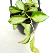 ホヤ ヘウスケリアナ バリエガータ 吊り 【観葉植物 2.5号／1個売り】|観葉植物