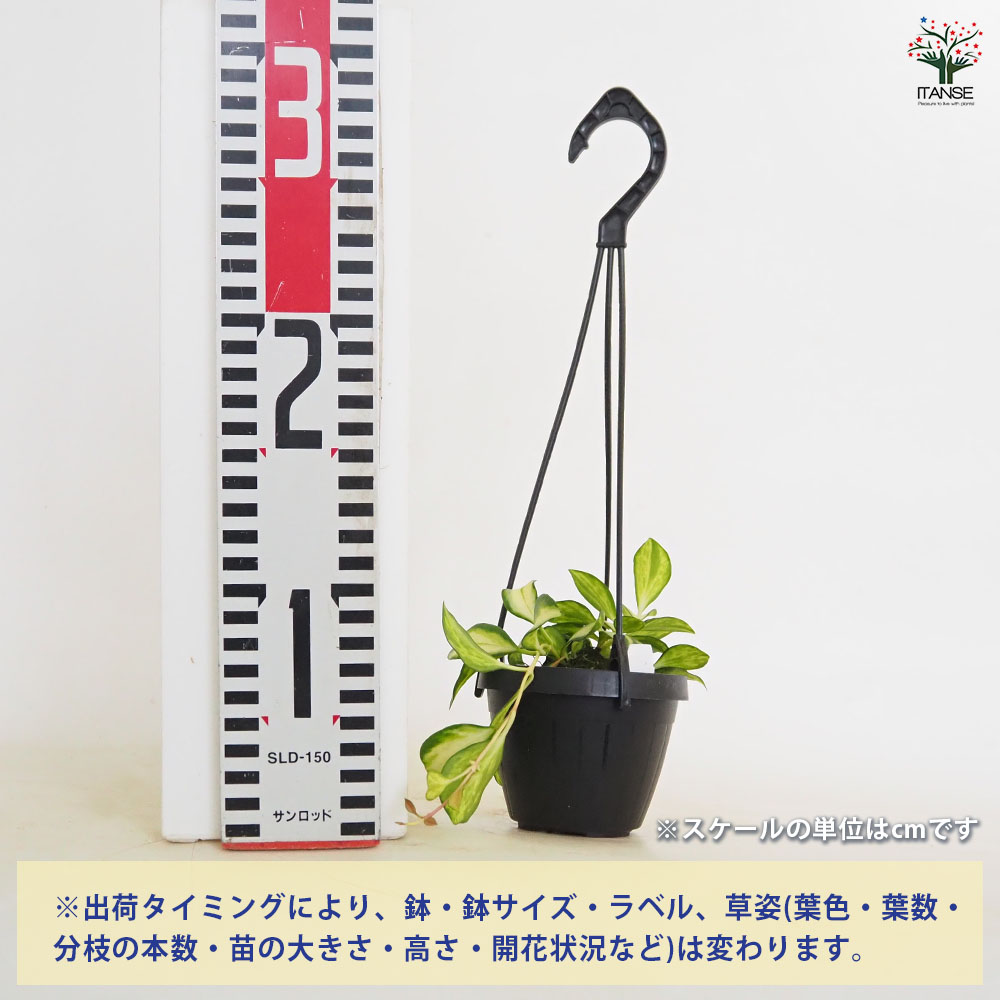 ホヤ ヘウスケリアナ バリエガータ 吊り 【観葉植物 2.5号／1個売り