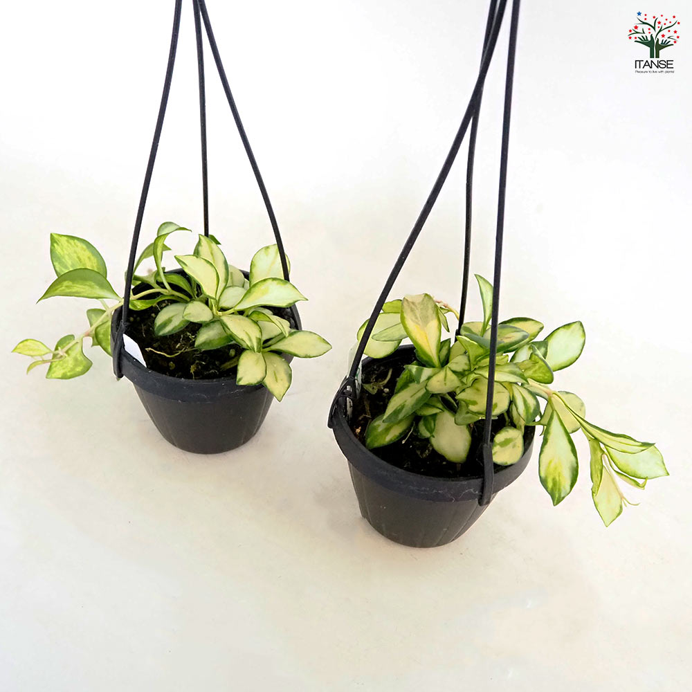 ホヤ ヘウスケリアナ バリエガータ 吊り 【観葉植物 2.5号／1個売り