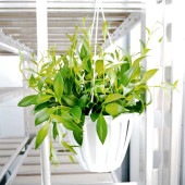 エスキナンサス ミクランサス 【観葉植物 5号／1個売り】|観葉植物