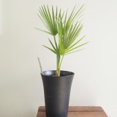 チャボトウジュロ(チャメロプス) ボルケーノ 【観葉植物 6号／1個売り】|観葉植物