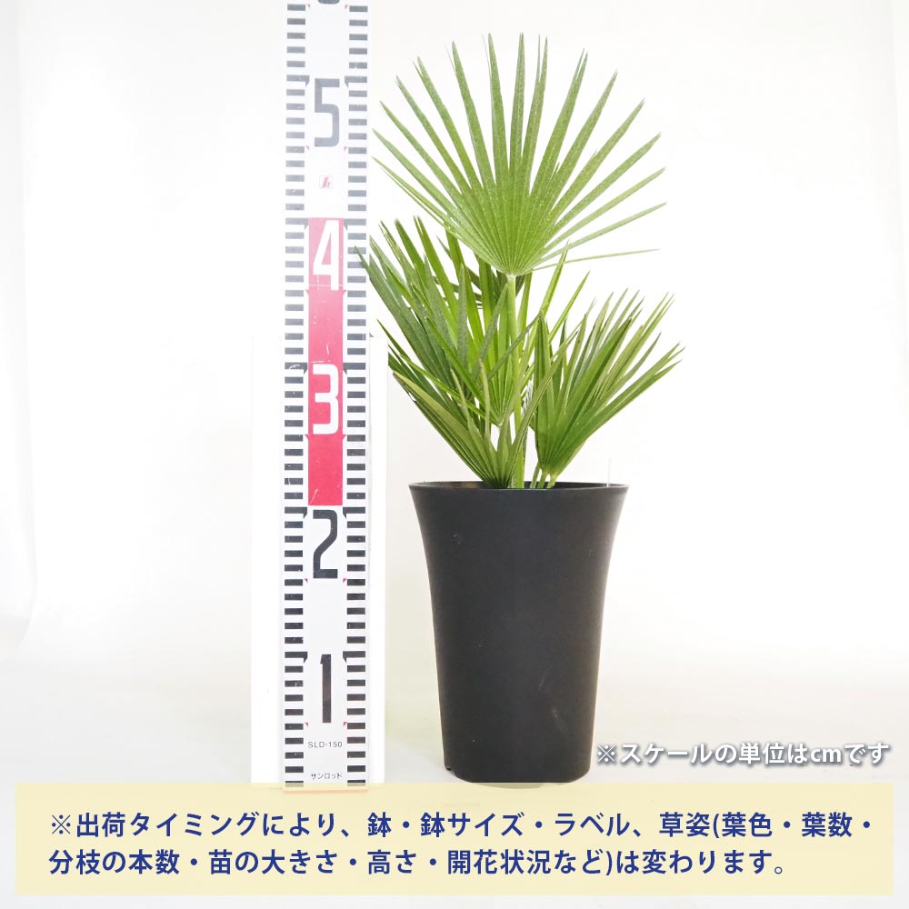 チャボトウジュロ(チャメロプス) ボルケーノ 【観葉植物 6号／1