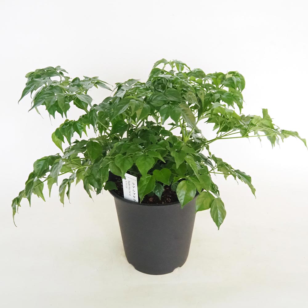 ラデルマケラ シニカ 【観葉植物 5号／1個売り】