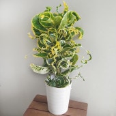 クロトン カール 【観葉植物 6号／1個売り】|観葉植物
