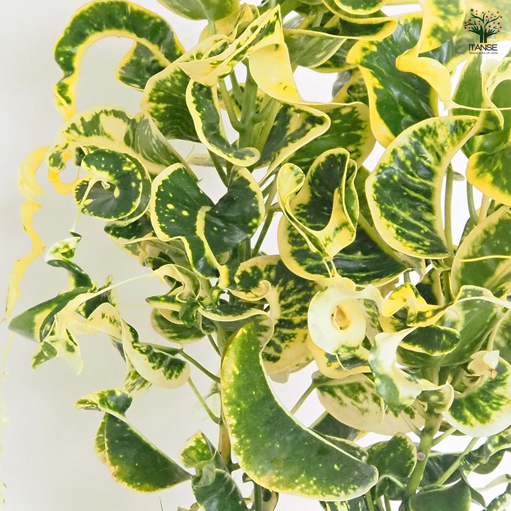 クロトン カール 【観葉植物 6号／1個売り】｜ 【植物のITANSE