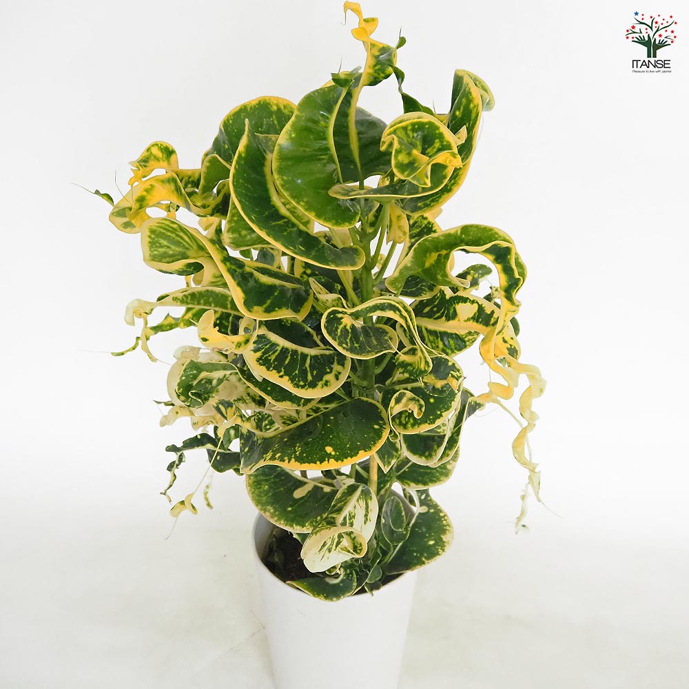 クロトン。 観葉植物 。大型。鉢ごと無料で発送致します。 特殊大鉢】クロトン｜2310入荷