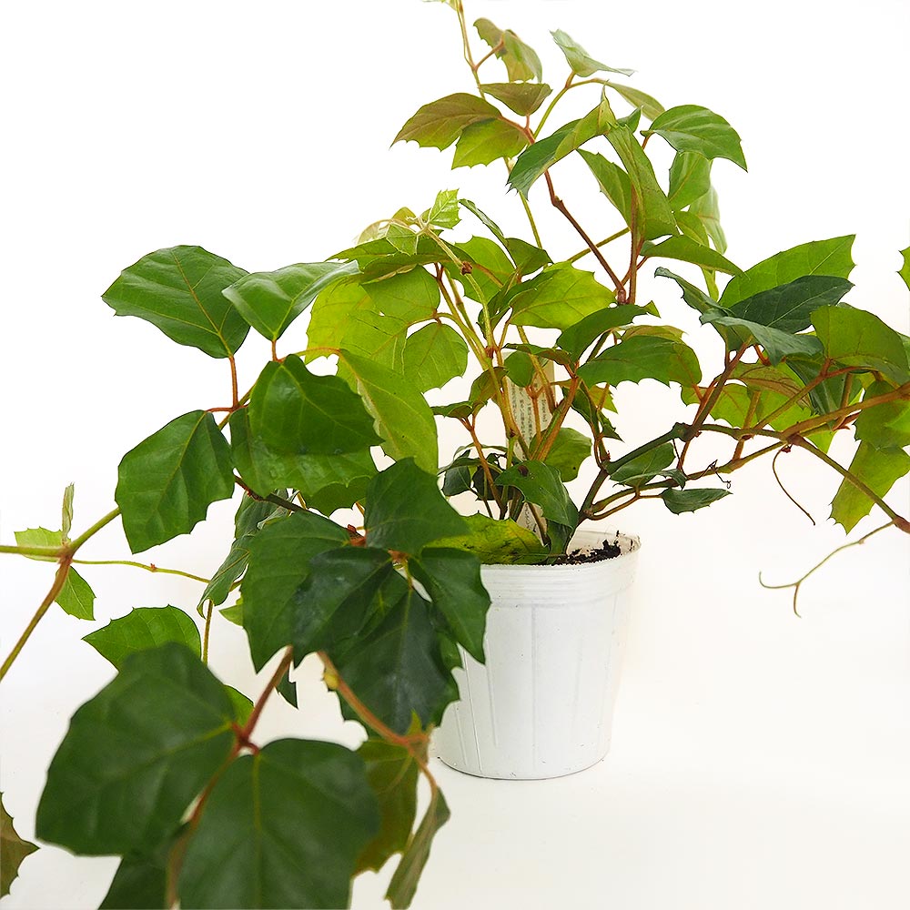 グレープアイビー (Cissus rhombifolia) 【観葉植物 3.5号】