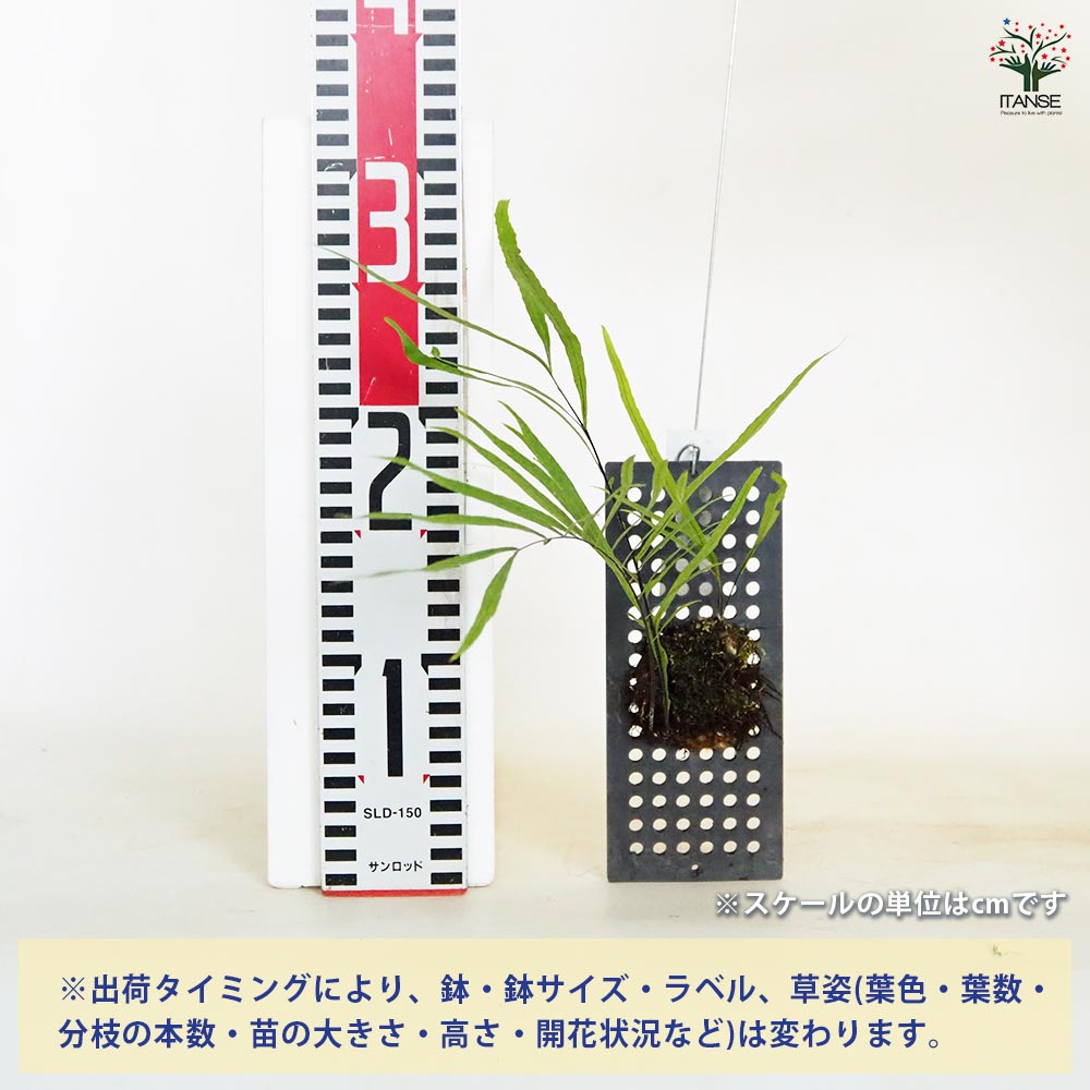 ドリナリア リギデュラ板付き 【観葉植物／1個売り】｜ 【植物の