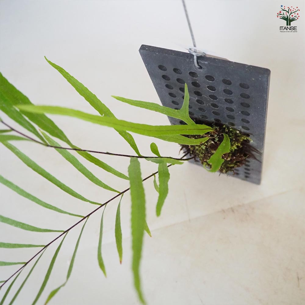 ドリナリア リギデュラ板付き 【観葉植物／1個売り】｜ 【植物の