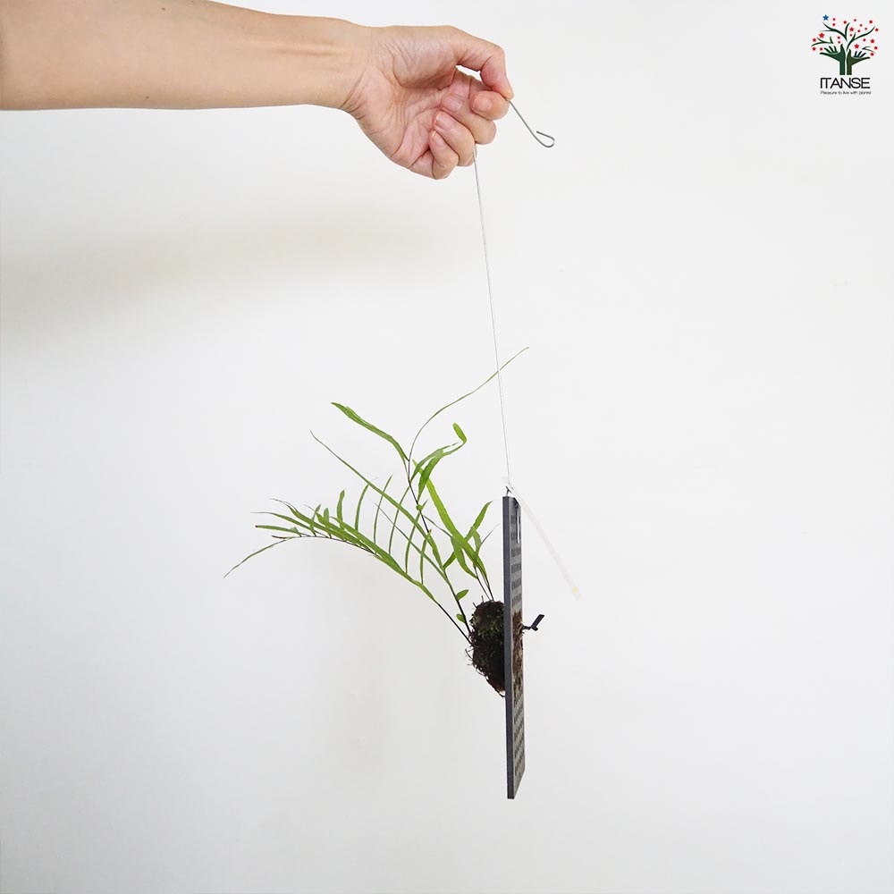 ドリナリア リギデュラ板付き 【観葉植物／1個売り】｜ 【植物の