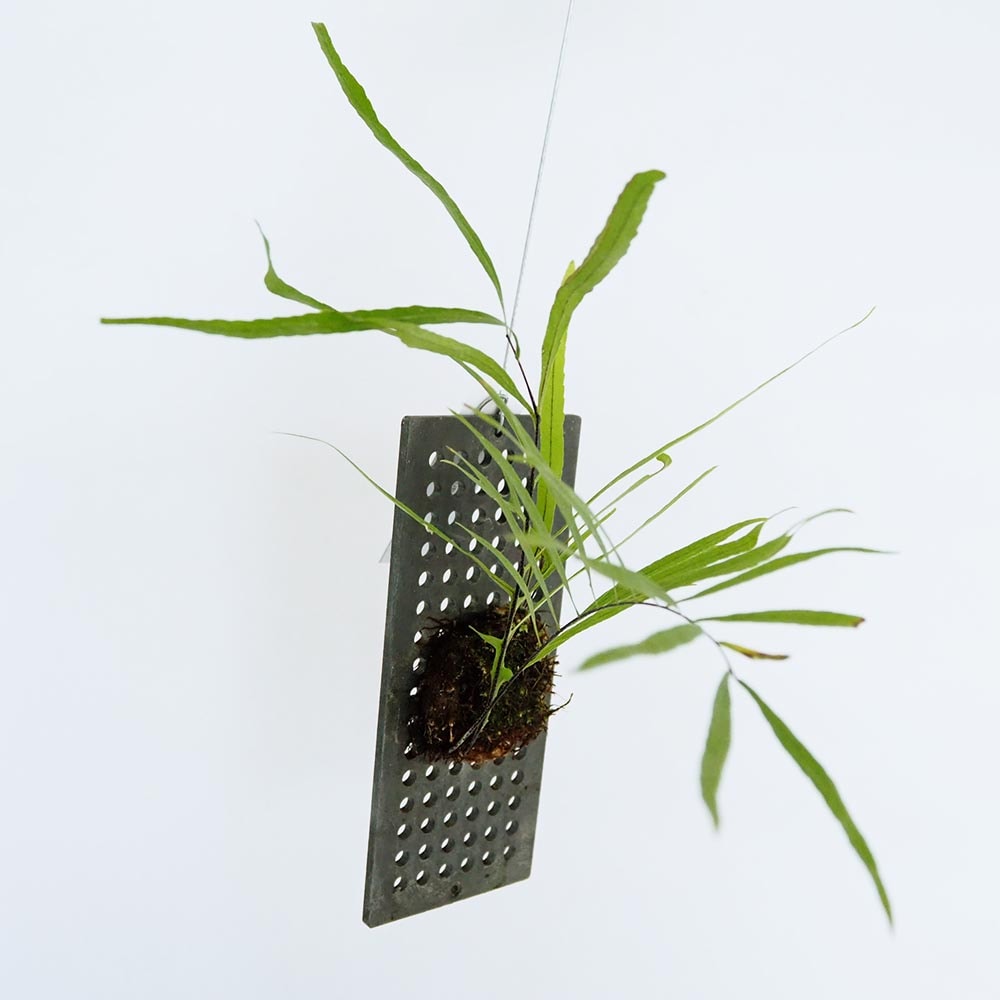 ドリナリア リギデュラ板付き 【観葉植物／1個売り】｜ 【植物の