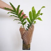 ドリナリア クエルシフォリア板付き  【観葉植物 ／1個売り】