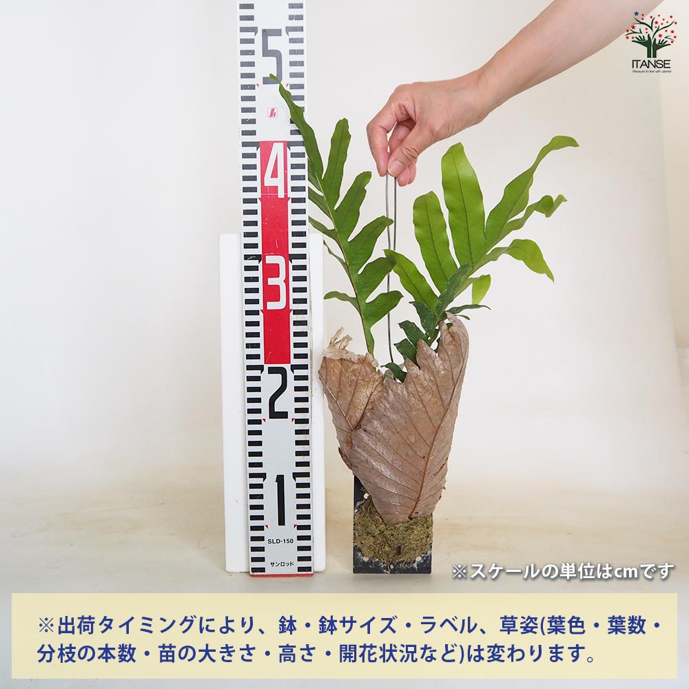 観葉植物　 ドリナリア クエルシフォリア 板付 ドリナリア：クエルシフォリア 6号鉢植え の通販 | 園芸ネット