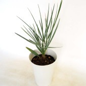 チャボトウジュロ(チャメロプス) セリフェラ 【観葉植物 7号／1個売り】|観葉植物