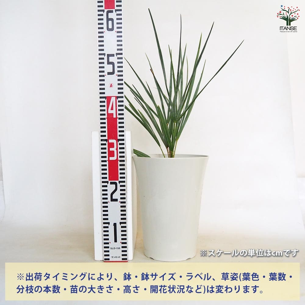 チャボトウジュロ(チャメロプス) セリフェラ 【観葉植物 7号／1