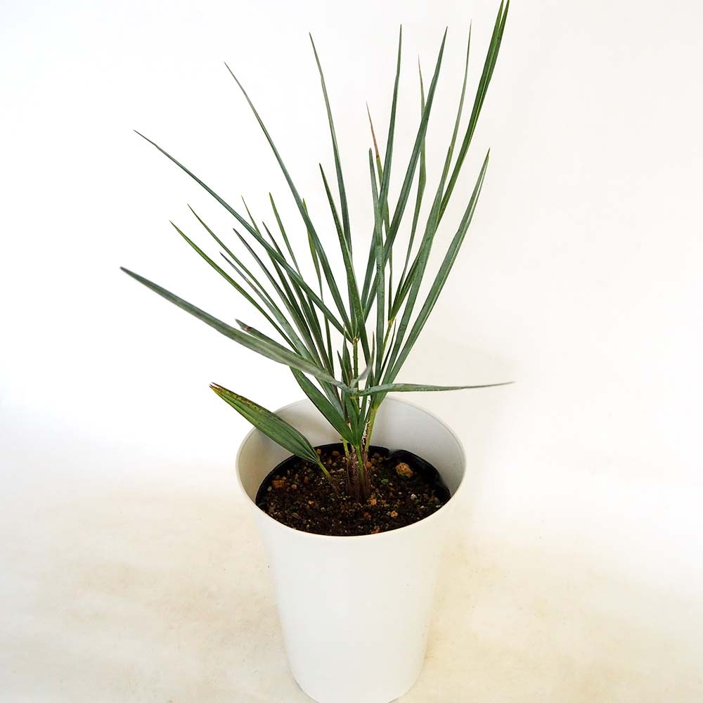 チャボトウジュロ(チャメロプス) セリフェラ 【観葉植物 7号／1個売り