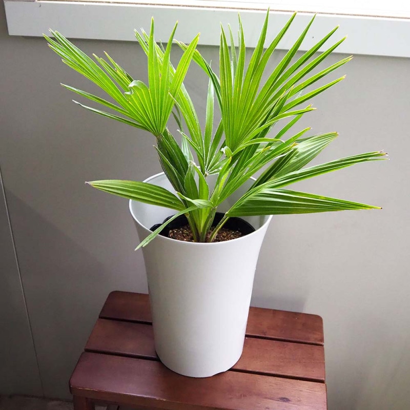 チャボトウジュロ(チャメロプス) ボルケーノ 【観葉植物 6号／1個売り