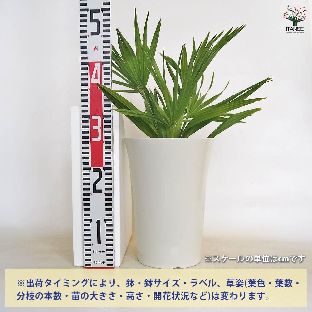 チャメロプス　ボルケーノ　7号鉢 楽天市場】【選べる現品発送】チャメロプス ボルケーノ 7号