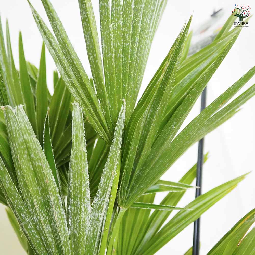 チャボトウジュロ(チャメロプス) ボルケーノ 【観葉植物 7号／1