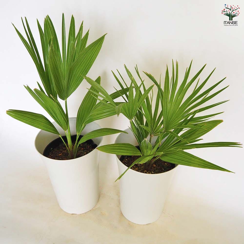 チャボトウジュロ(チャメロプス) ボルケーノ 【観葉植物 7号／1